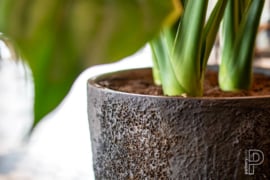 Pottery Pots Oyster Bernd XL (D66cm) Brown