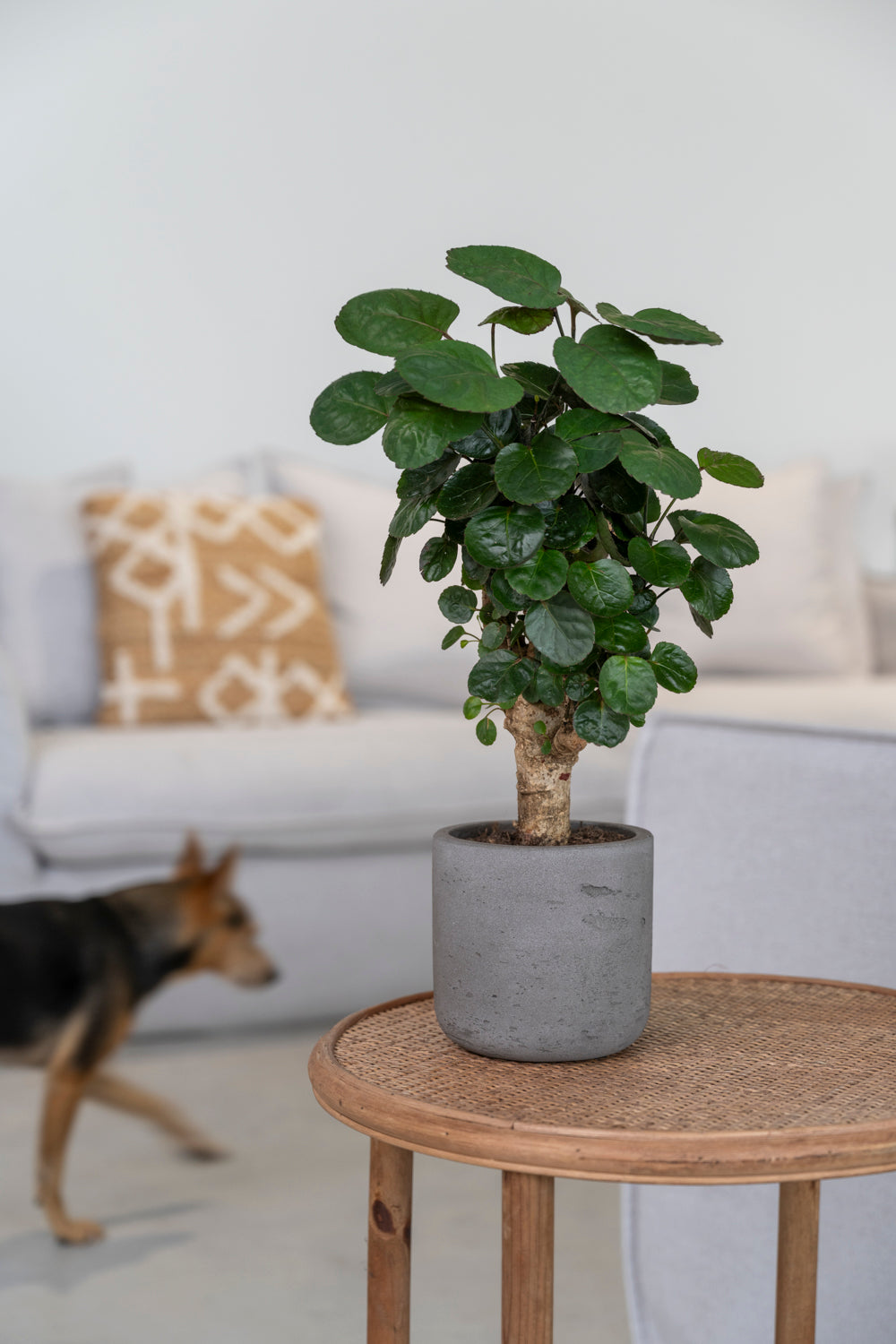 Pottery Pots Rough Charlie XL Grey washed