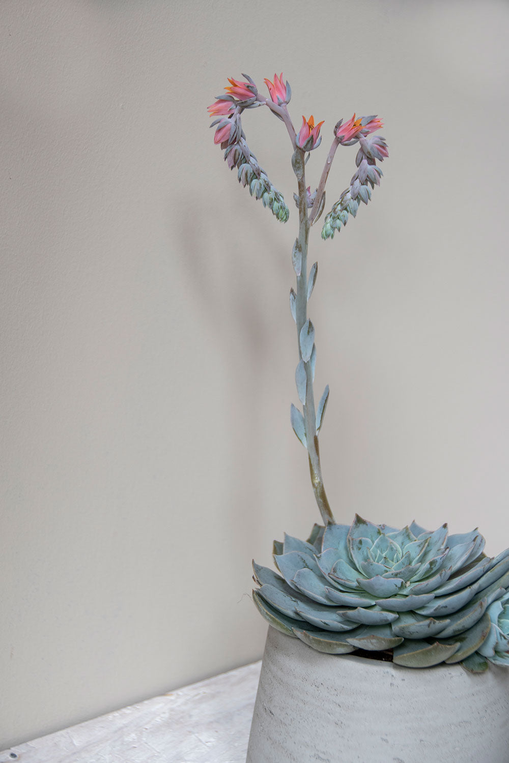 Pottery Pots Patt L Grey washed