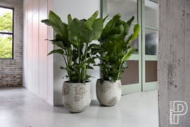 Pottery Pots  Oyster Gillard S White / Grey